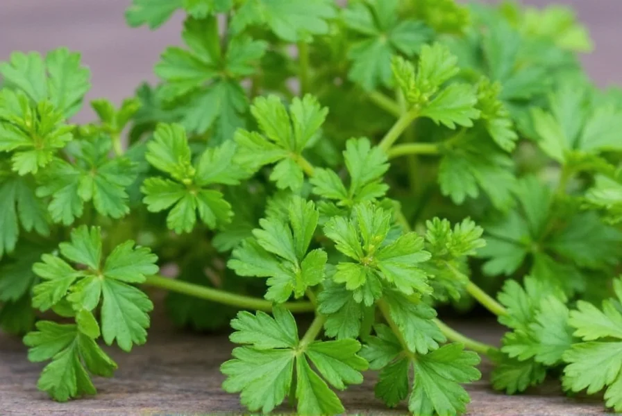 Comparison of flat-leaf and curly parsley