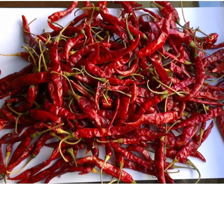 
Teja Red Chilli s17 stemless or with stem s17 teja red chilli export 