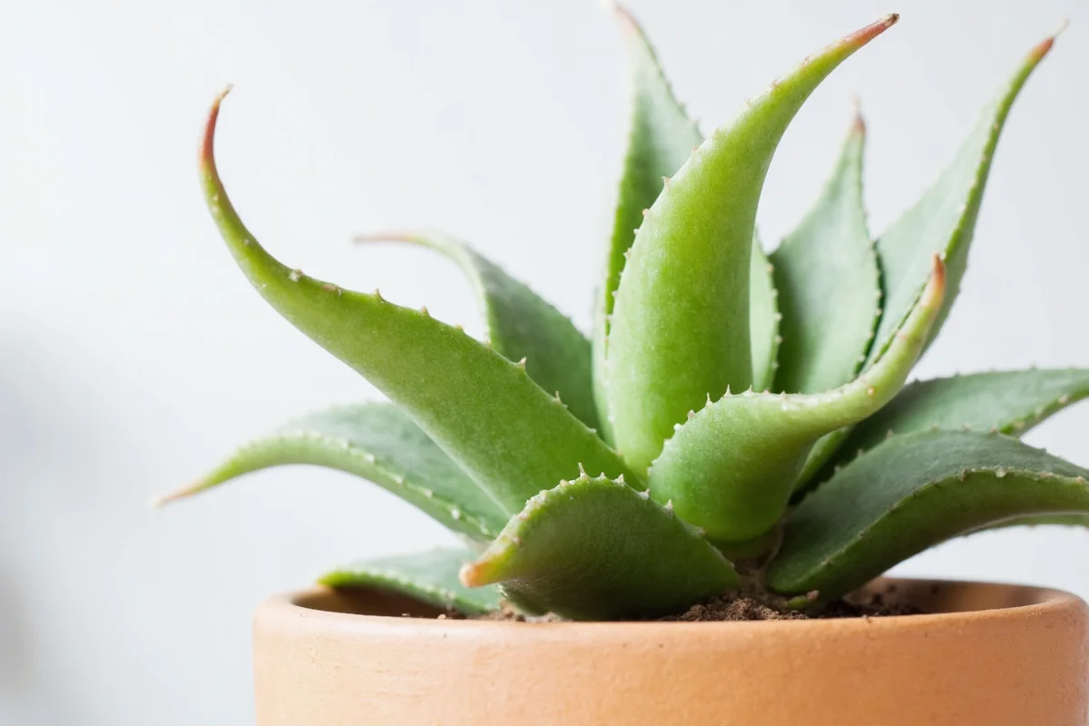 how to care for aloe plant indoors