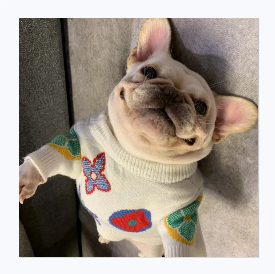 

Pet luxury brand design instagram hot selling teddy schnauzer puppy winter sweaters