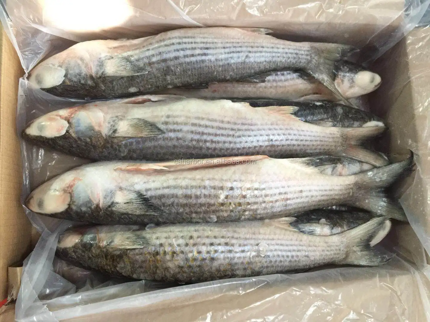 buy seafood mullet,frozen mullet fish,frozen grey mullet fish