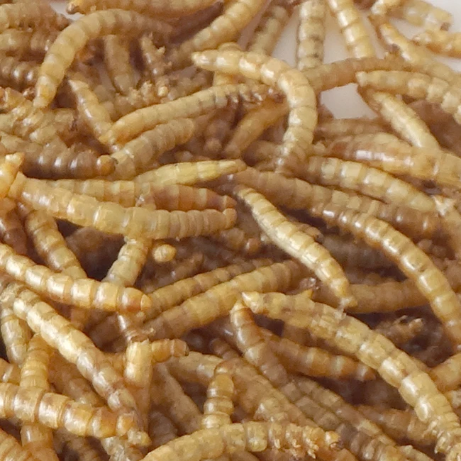 
Top Rated Hot Selling Wholesale High Quality High Nutrition High Protein Feeding Grade Dried Mealworm In Tub For Small Animals 