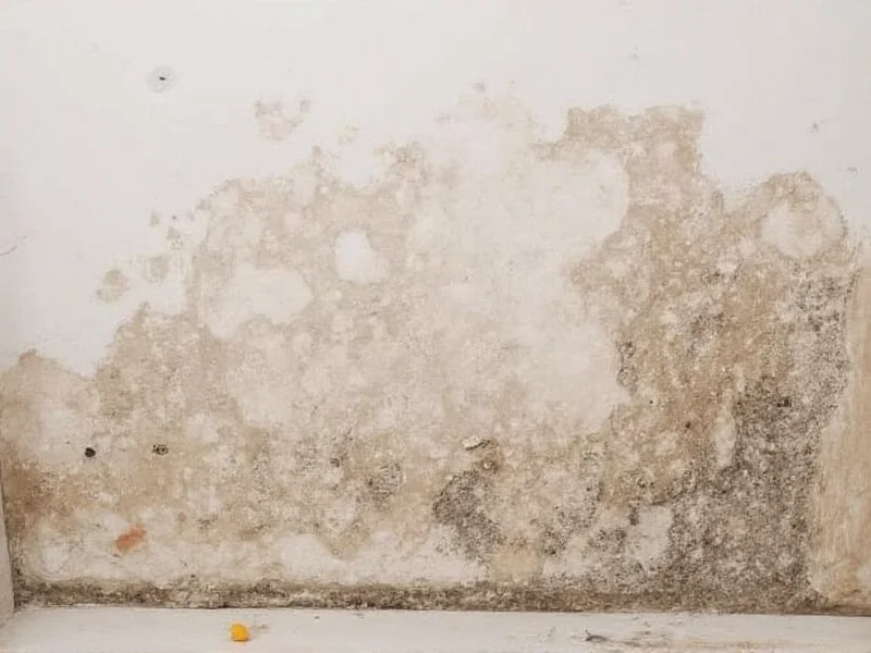 mold remediation diy