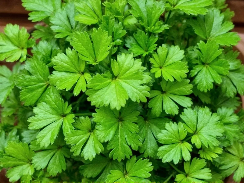 Coriander vs Parsley vs Cilantro: Clearing the Confusion