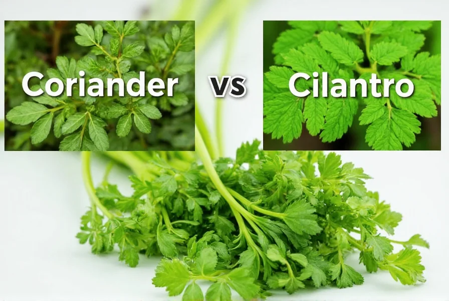 Coriander plant showing leaves, stems, and seeds