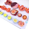 The model of human embryo fecundation/cleavage and blastocyst forming process