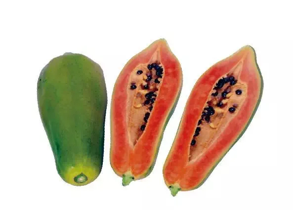 商业农业f1 Hybrid Tainung 1木瓜种子台湾 Buy 木瓜种子台湾 台湾矮化木瓜种子f1杂交红色 干木瓜水果f1种子杂交种植product On Alibaba Com