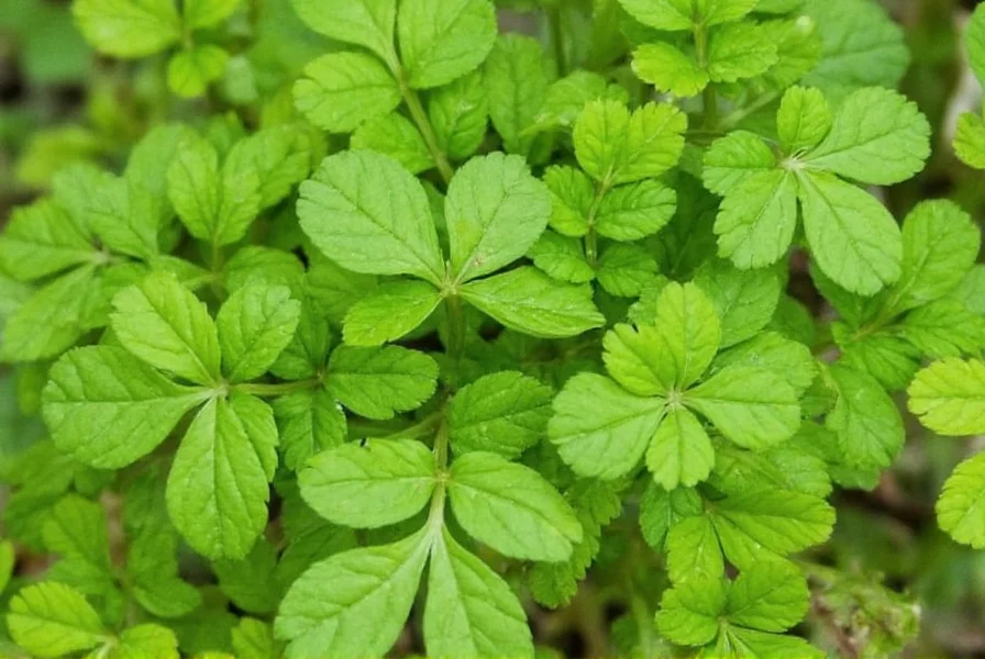 Fresh dhania coriander plant showing leaves and seeds