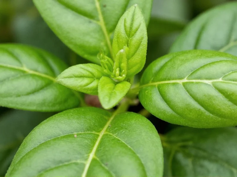 Dried Basil Substitute for Fresh: Exact Conversion Guide