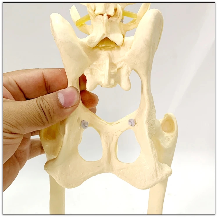 Educational Model Dog Pelvis Hip Model Animal Skeleton Bone Model