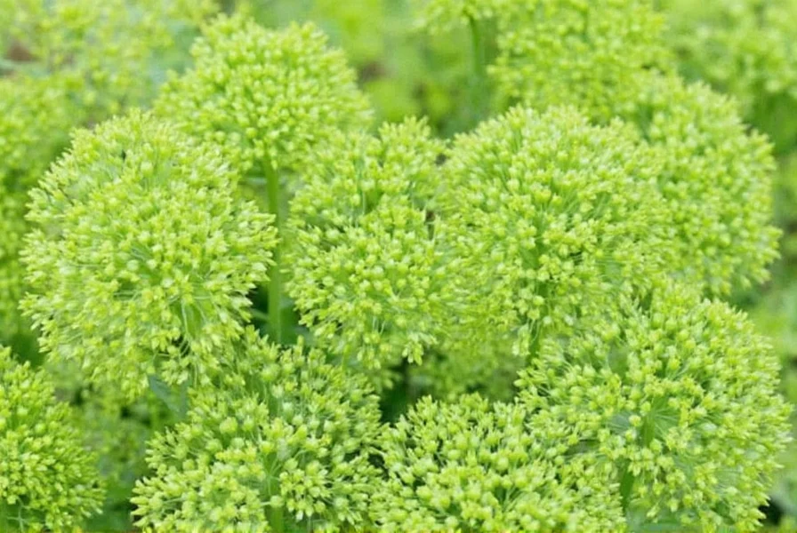 What Is Fennel Seed? Essential Facts and Uses