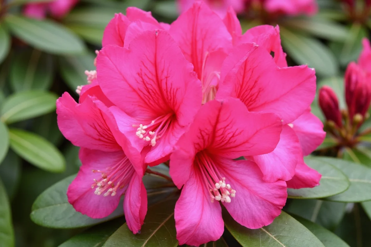 how to care for rhododendron plant
