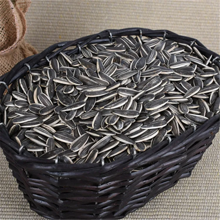 
ouji pure 361 ukraine sunflower seed growing 