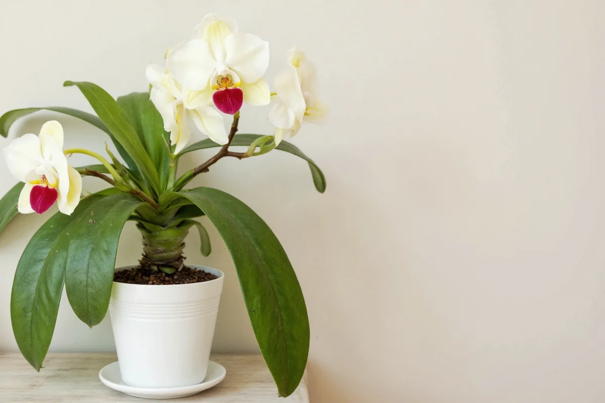 how to look after an orchid plant indoors