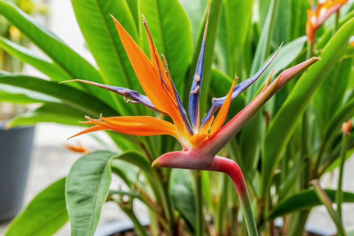 how to care for a bird of paradise plant