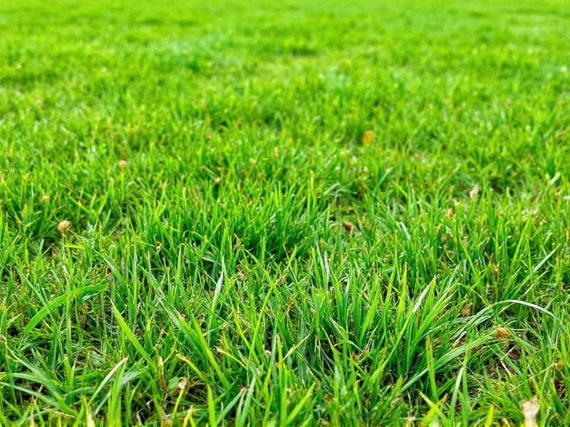 Healthy organic lawn with minimal weeds