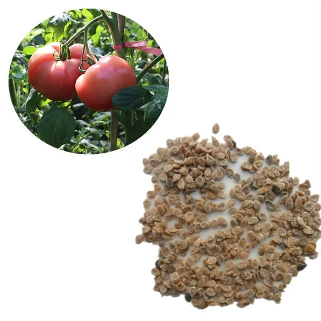 西红石番茄种子类型和杂交番茄种子