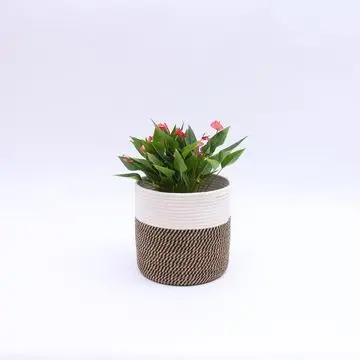 

New Fashion hot selling Amazon Colors high Quality cotton rope plant basket flower basket, Customized color