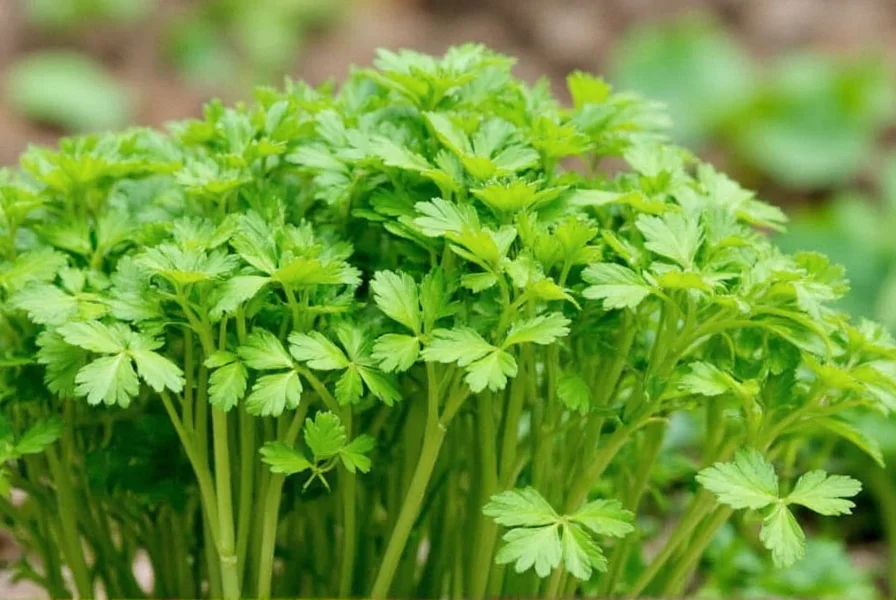 Various storage containers with harvested coriander leaves and seeds