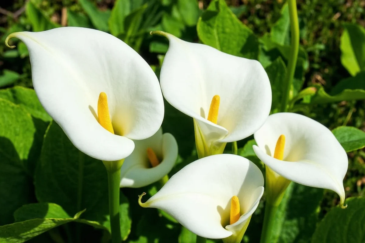 can you plant a calla lily outside