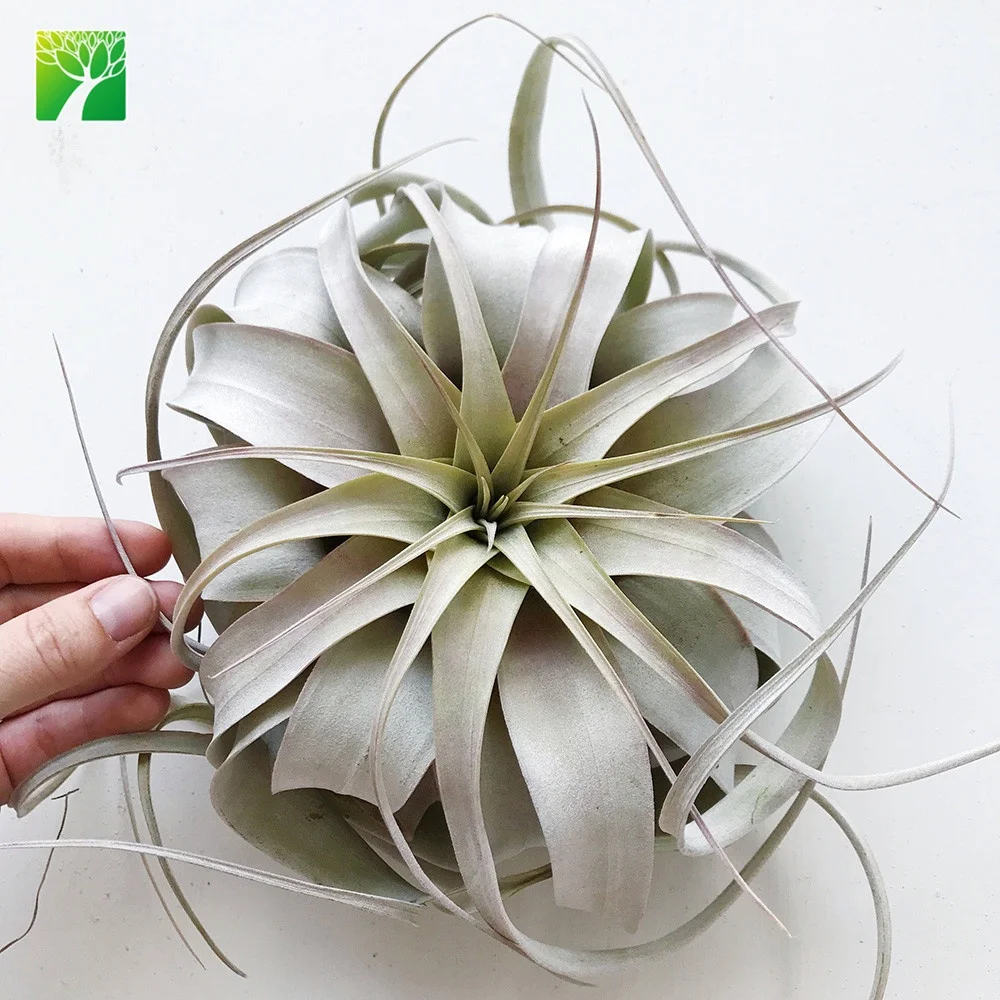 
Low price silvery gray 4-20cm mini air plant Tillandsia Xerographica 