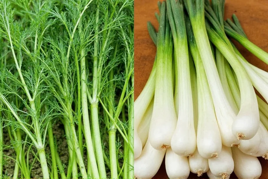 fennel anise