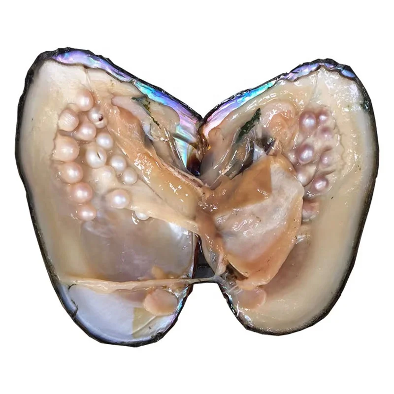 

Multicolor Vacuum Packed monster oysters Big Freshwater Nature Oysters shell With 10-30 Pearls in 1 oyster