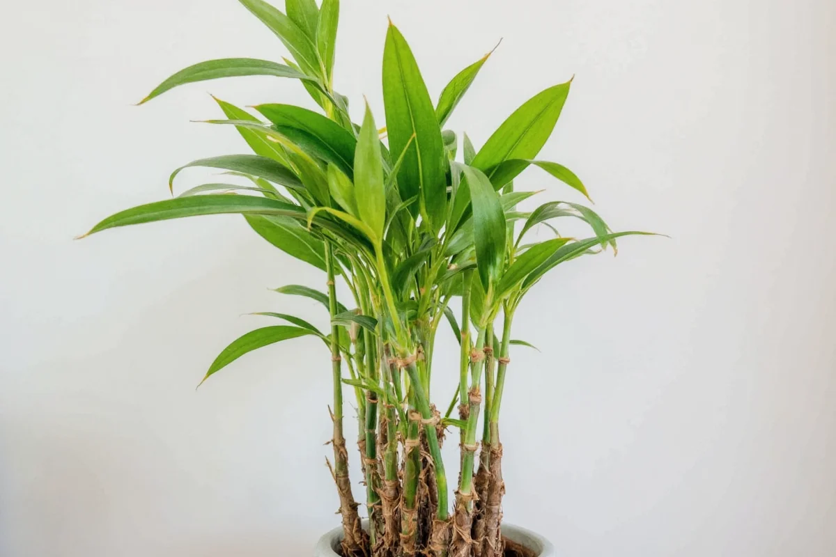 how often to water bamboo plant