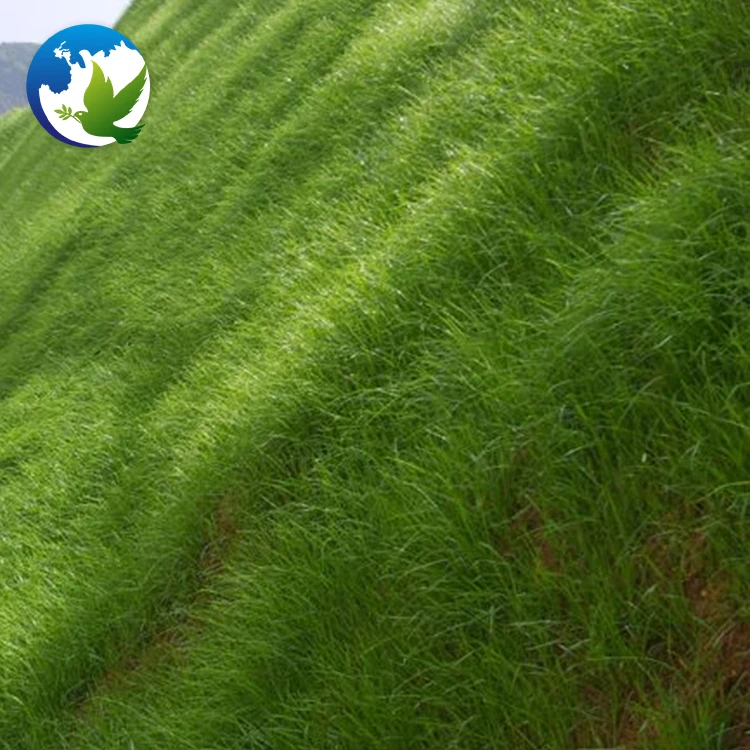 
High Sprouting Rate Bahia Grass Notatum Flugge Paspalum Natatu Seeds Runway Slope Grass Seed For Slope Protection 