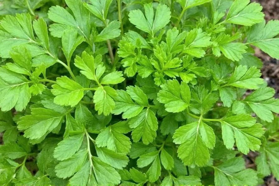 Coriander Definition: Plant, Uses, and Regional Differences