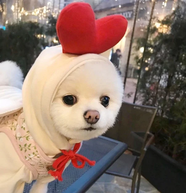 

Funny Heat Carrot Hat Elk Ear Hoodie For Dogs Luxury Cute Cos Play Winter Dog Puppy Pet Hoodie Clothes For Dogs, Picture