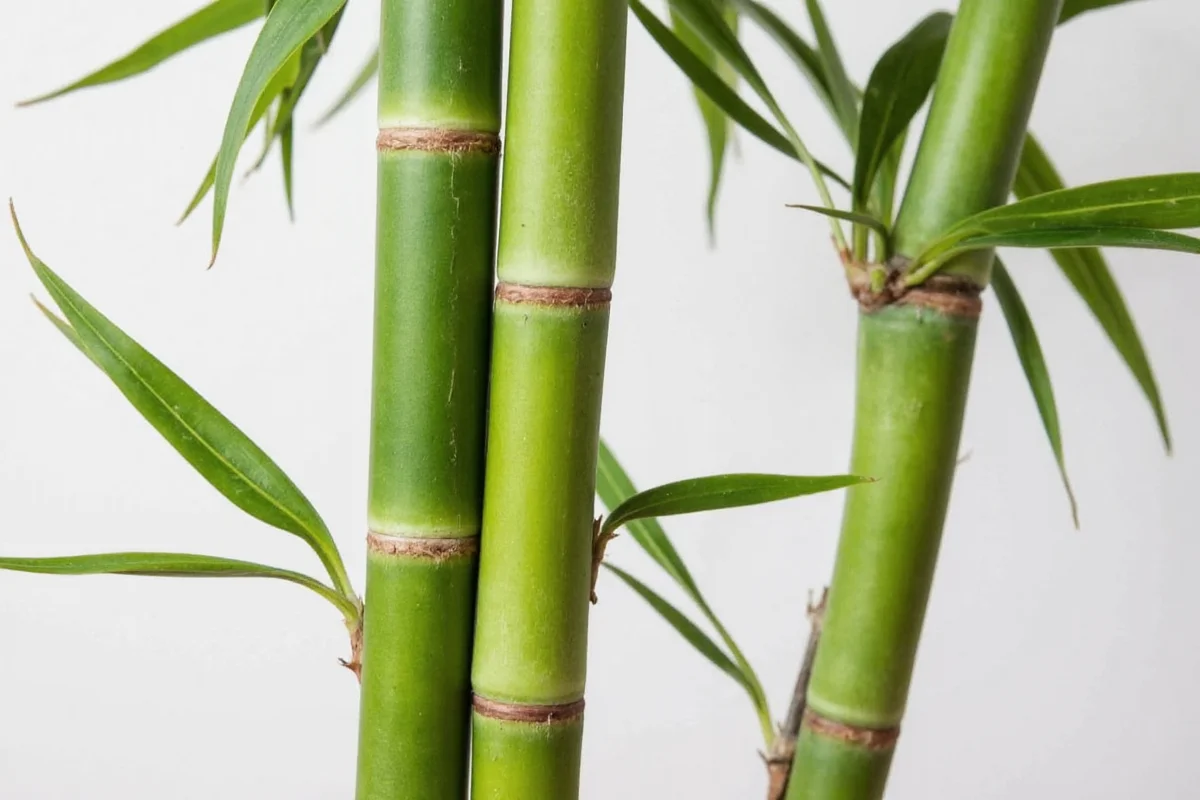 how to save a bamboo plant