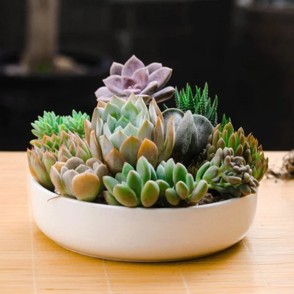 

Large round white ceramic pots for indoor plants succulents plants