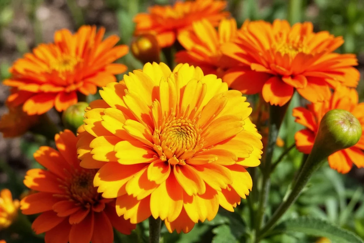1001 calendula