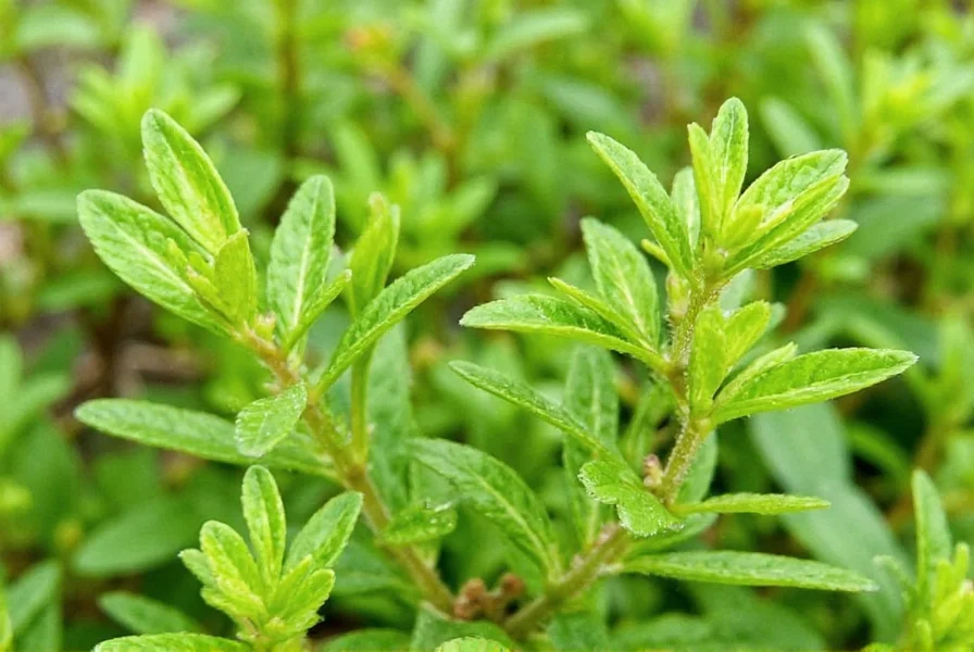 Side by side comparison of marjoram and oregano
