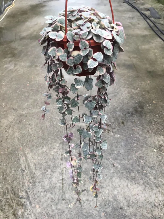 
Pink live plants String of Hearts natural plants 