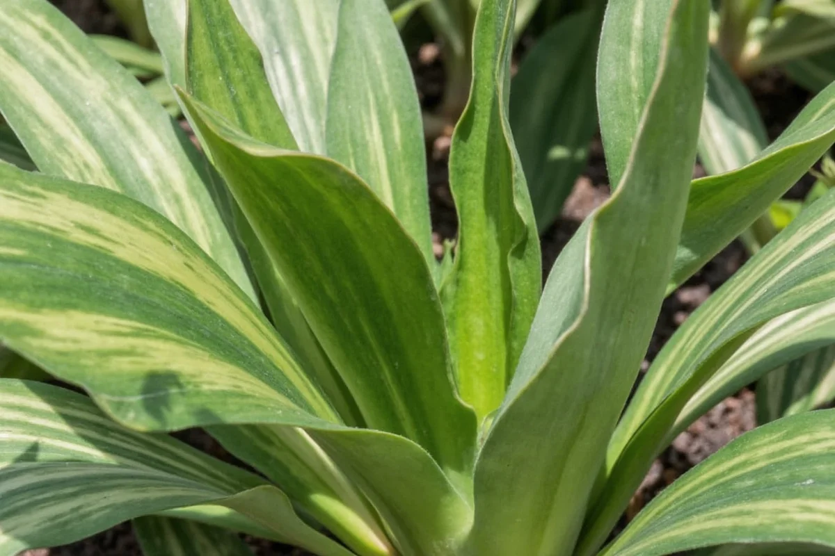 how fast do snake plants grow