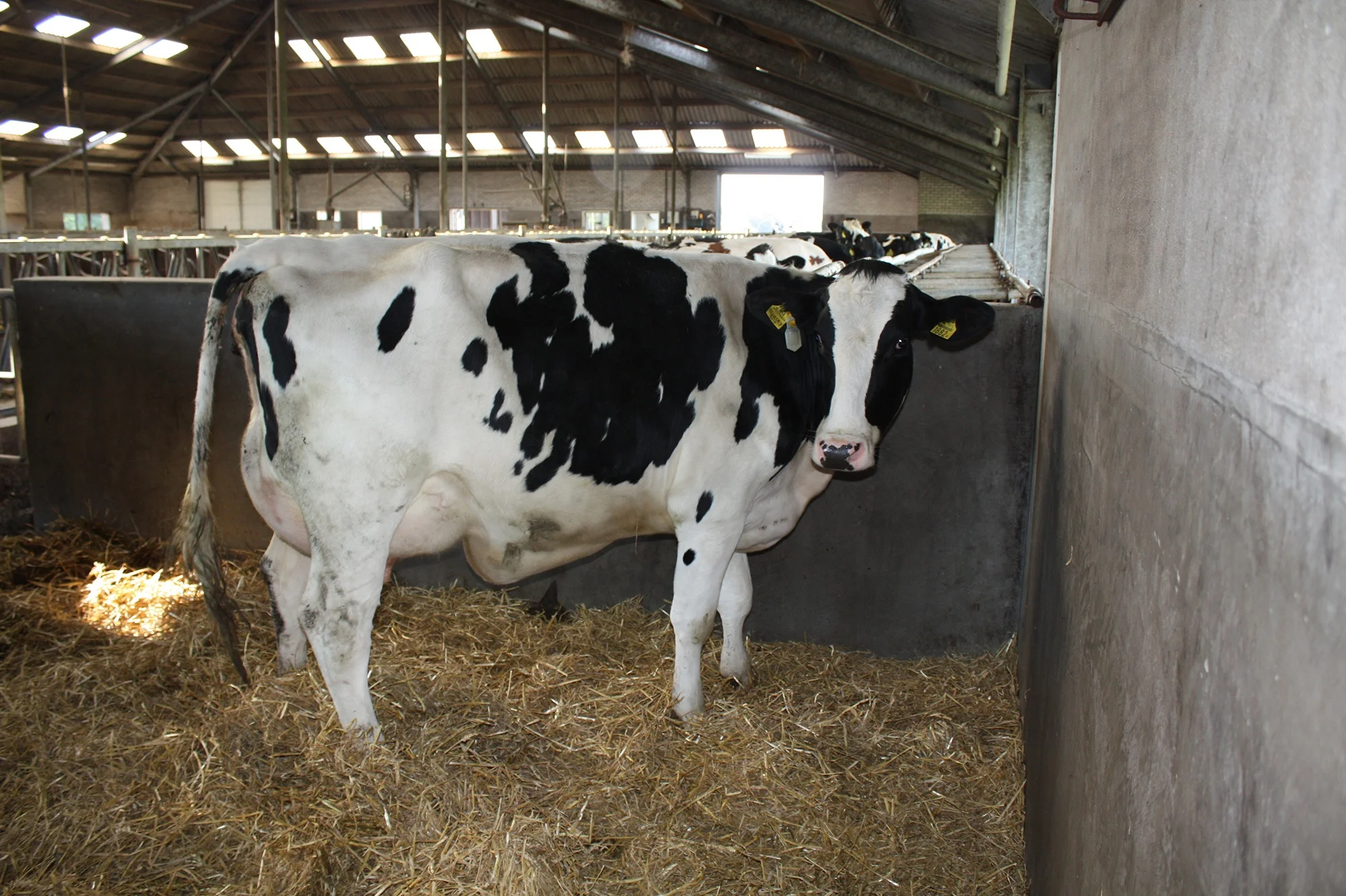 
Pregnant Holstein Heifers Cattle Export to Ukraine, Turkey 