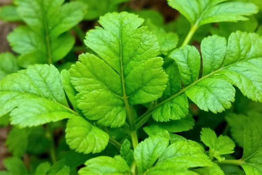 Frische Korianderblätter auf Schneidebrett mit kulinarischen Zutaten