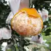 Fresh Mandarin Orange Sweet Taste Nice Looking Jackfruit Leaves /Cross tangerine