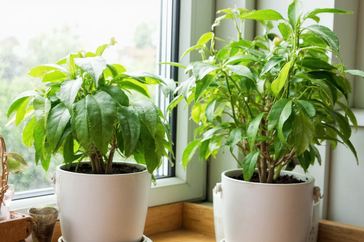 black eyed susan plant care and growing guide