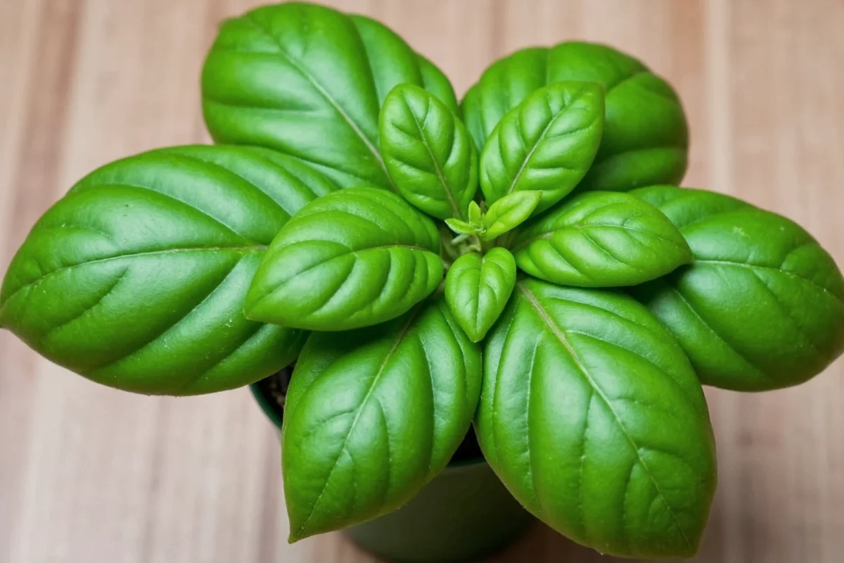 how to keep a basil plant alive