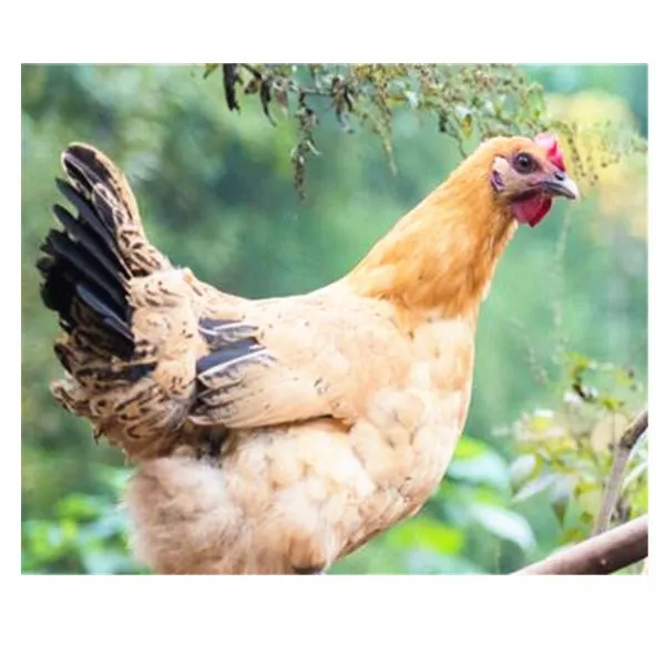 
Avian Influenza Vaccine Inactivated (Re-6 Strain+N9N2 Subtype,Re-2 Strain) 