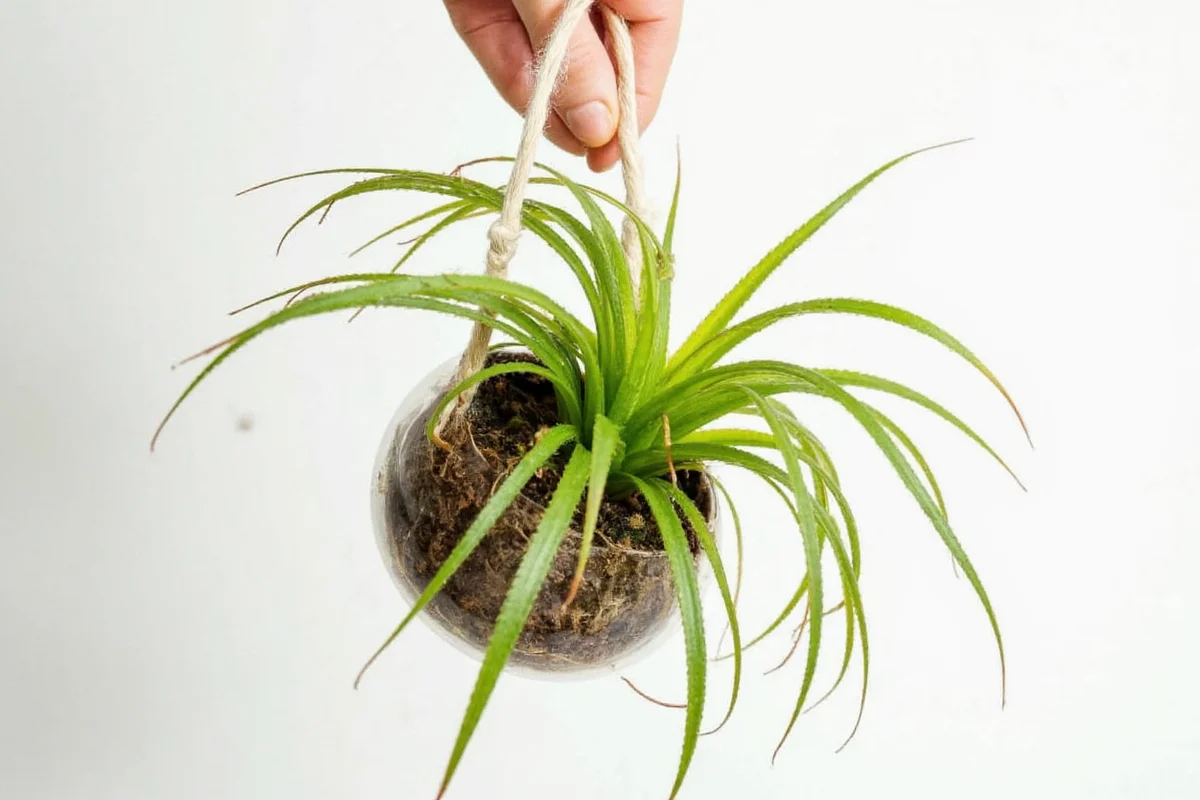 how do i take care of an air plant