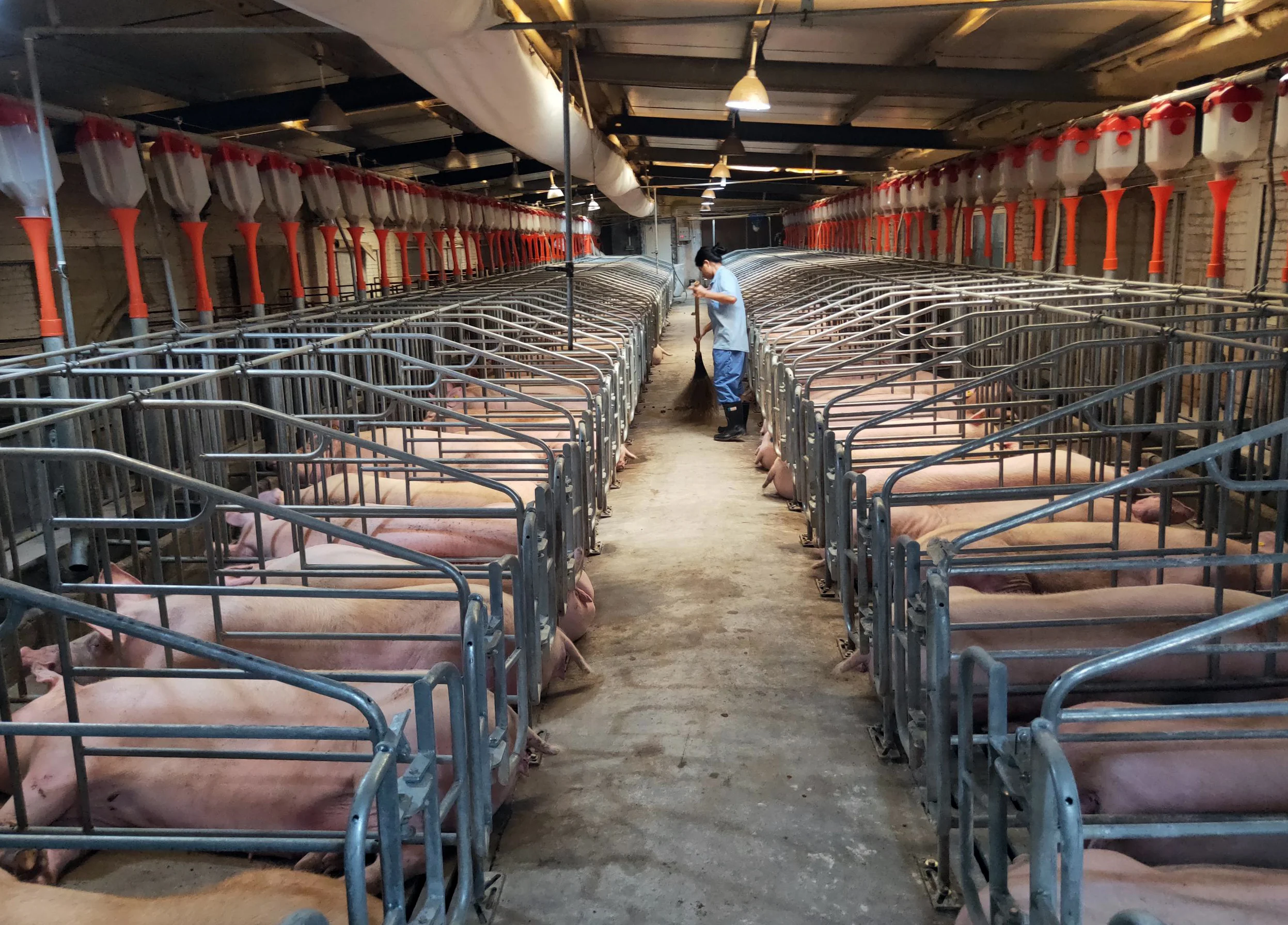 11 свиней. Свинокомплексы в Китае. Самая большая свиноферма. Свиньи на ферме.