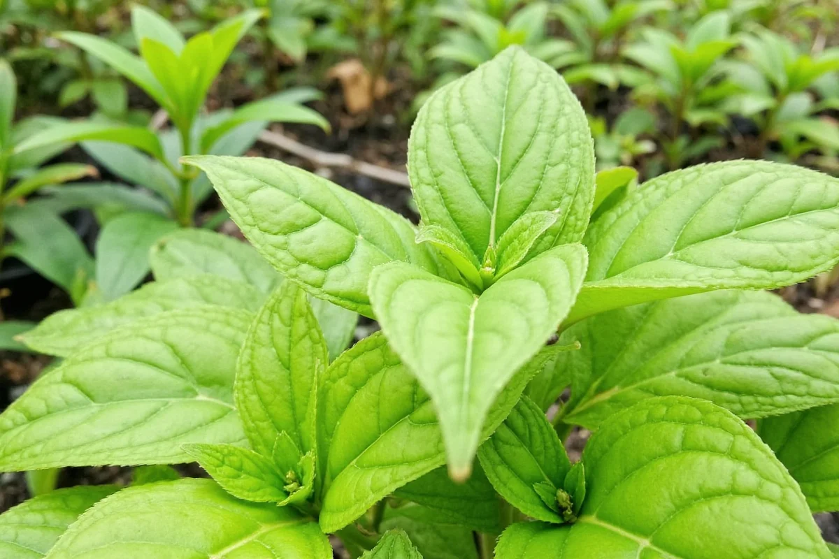 how to grow lavender from seeds fragrant flowers made simple