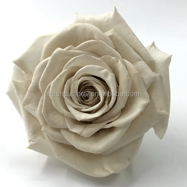 Top Quality Long Lasting Roses Real Preserved Roses Wholesale From Kunming Yunnan Buy Long