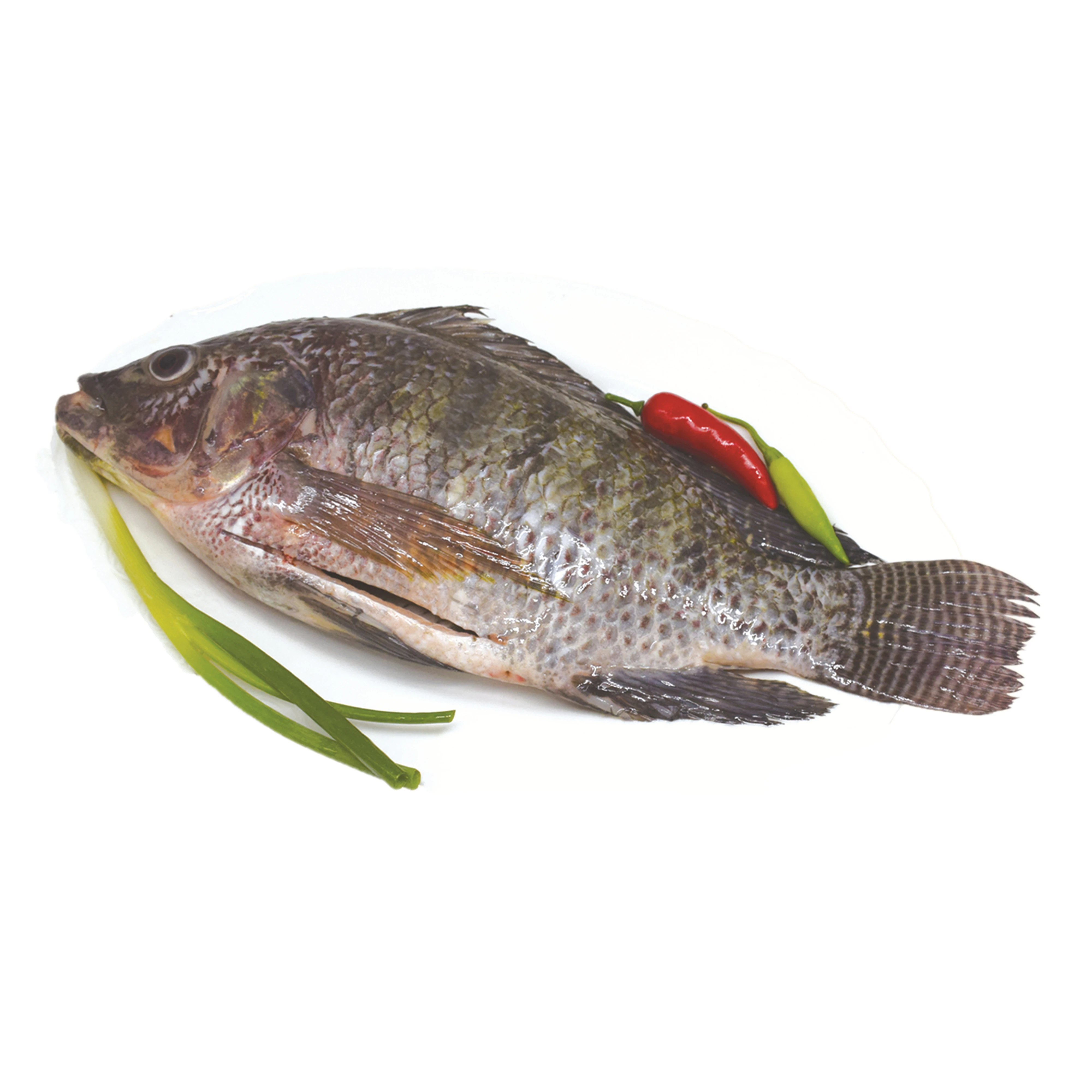 
Competitive Price Frozen Gutted And Scaled GS Tilapia 