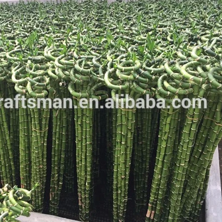 
Farm price best sell indoor ornamental live aquatic twisted nature plants curly spiral lucky bamboo 