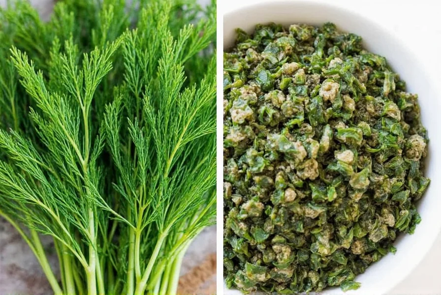 Dill growing in garden